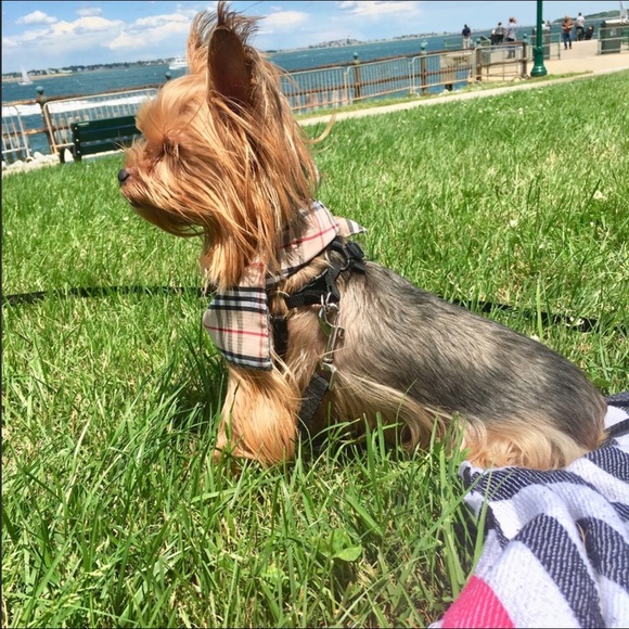 My Little  fur baby XHUY........ 🐾🐾❤️❤️🐾🐾🐾❤️ - Picture 2 of 16